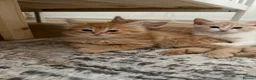 Mixed Breed cats for sale: Two beautiful kittens looks for their forever home in Enfield - Advert 12