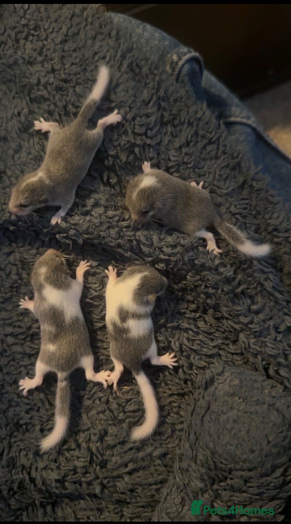 Mouse rodents Tame African Pygmy dormice (read description)  - Advert 2