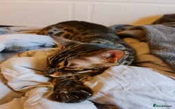 Bengal cats for sale: M+F, 1y Bengals to be homed together or separately - Image 8
