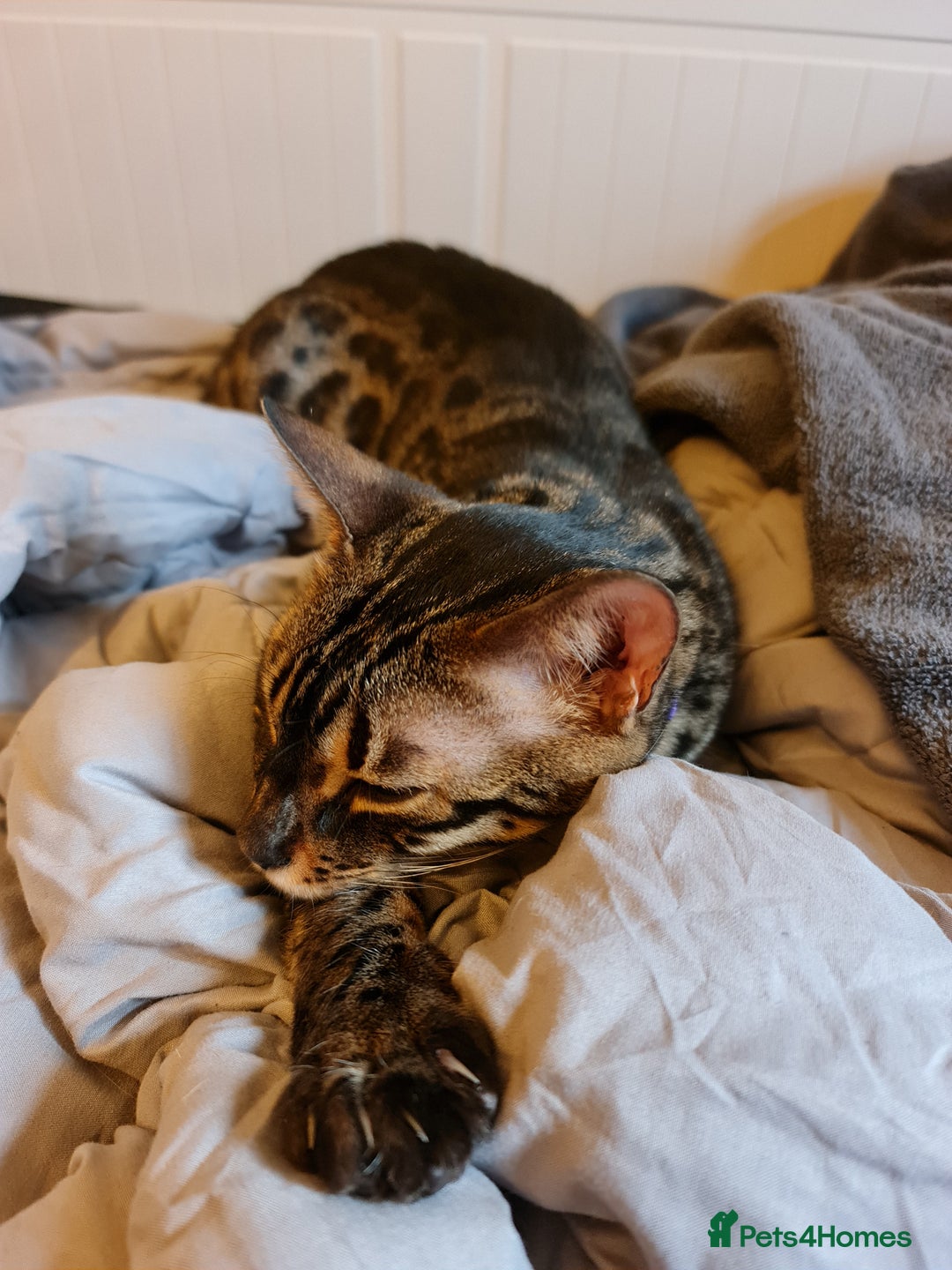 Bengal cats for sale: M+F, 1y Bengals to be homed together or separately - Image 8