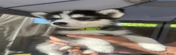 Pomsky dogs for sale: READY LAST 2 PUPPY F4  - Advert 13