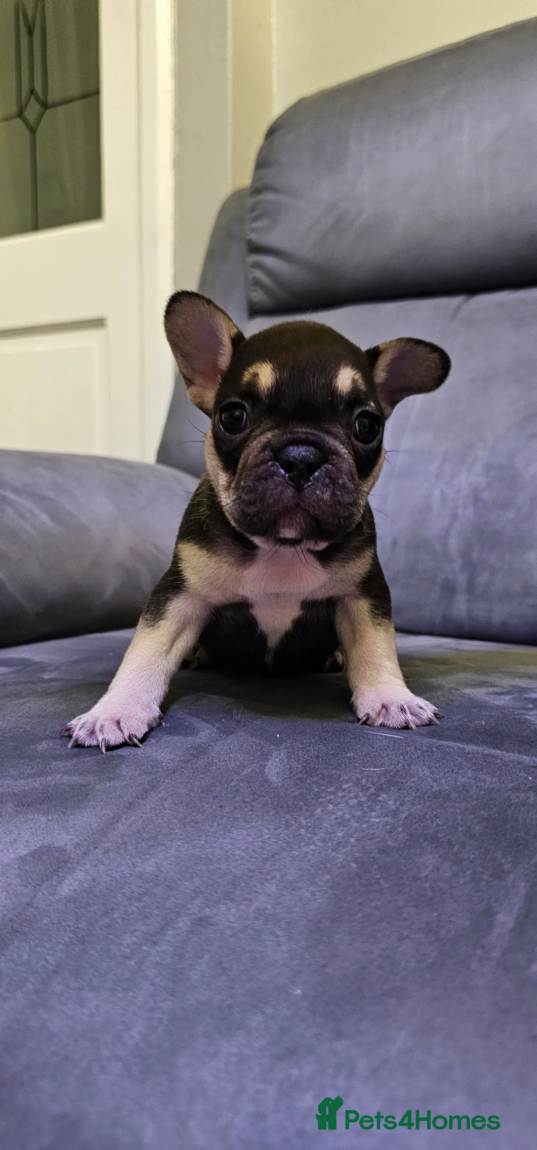 French Bulldog dogs for sale:  7x beautiful Frenchie puppies for sale  - Advert 6