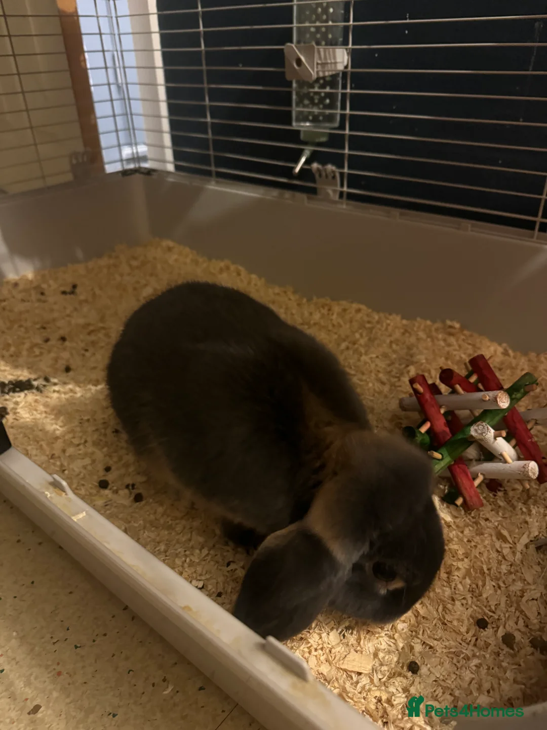 Mini Lop rabbits for sale: Rabbit 1 years old  - Advert 6