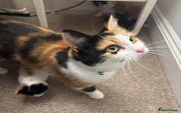 Mixed Breed cats for sale: Beautiful Maine Coon cross kittens - Image 6