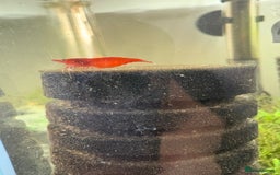 Live Bearers fish for sale: Cherry shrimp 1.50 each/ Guppies £1 each  - Image 7