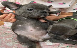 French Bulldog dogs for sale: Solid Blue French Bulldog  - Image 19
