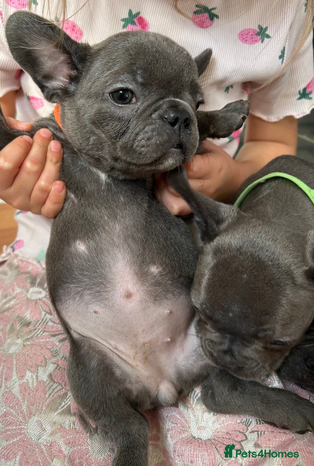 French Bulldog dogs for sale: Solid Blue French Bulldog  - Image 19