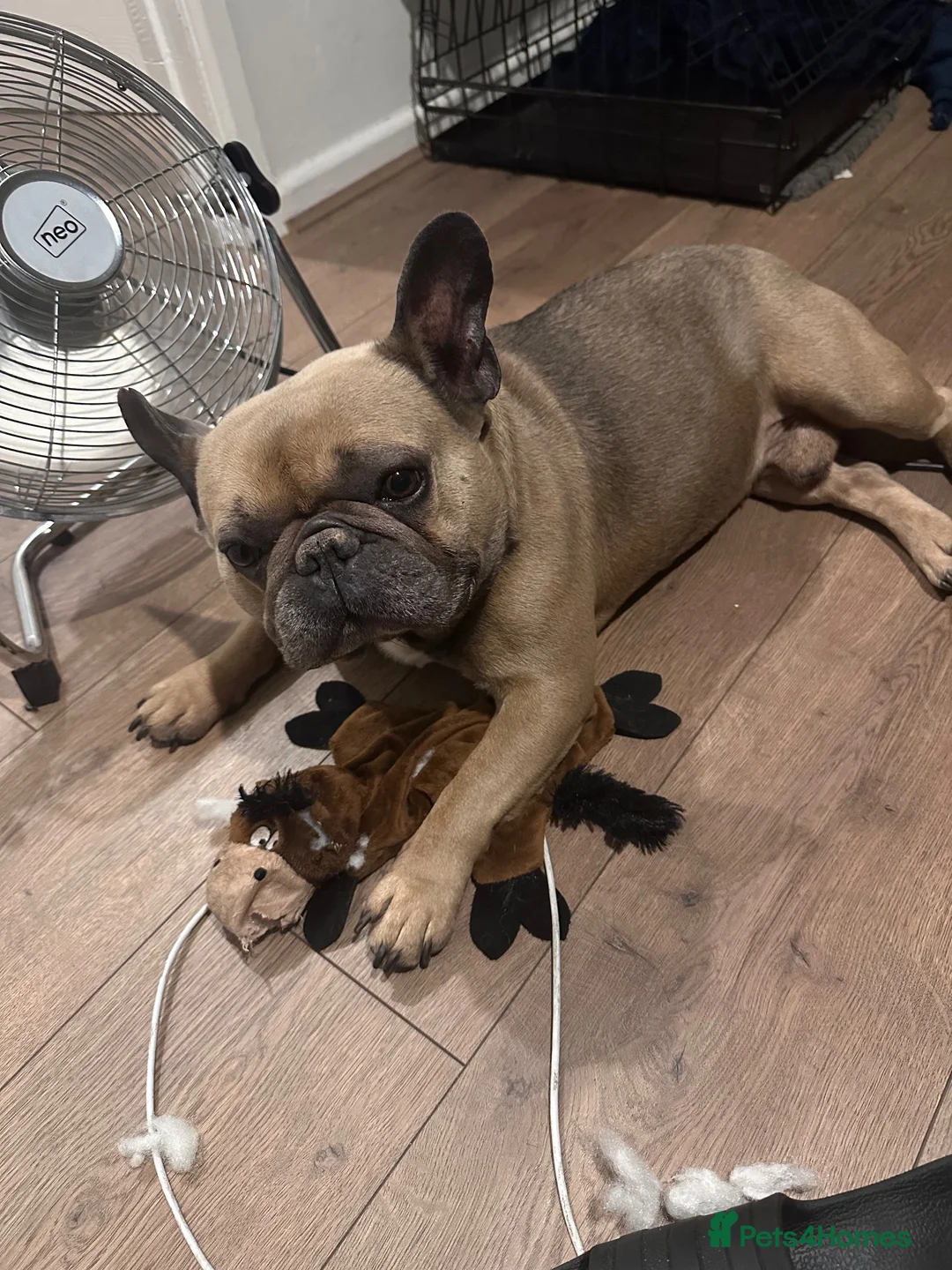 French Bulldog dogs for sale: 6 year old boy to be rehomed. in Tipton - Advert 2