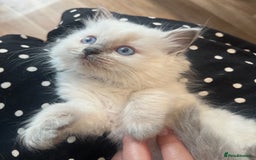 Ragdoll cats for sale: Beautiful Pedigree Ragdoll kittens  - Image 2
