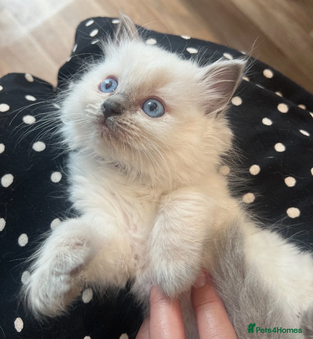 Ragdoll cats for sale: Beautiful Pedigree Ragdoll kittens  - Image 2
