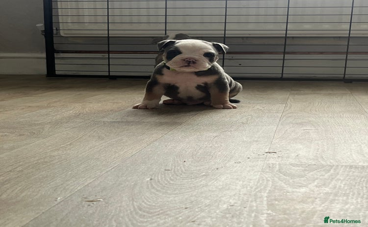 Olde English Bulldogge dogs - Advert 2