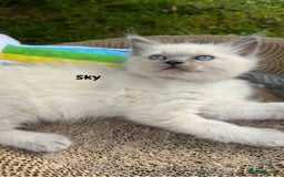 Ragdoll cats for sale: Pure breed ragdolls . Ready to leave SOON  - Image 12