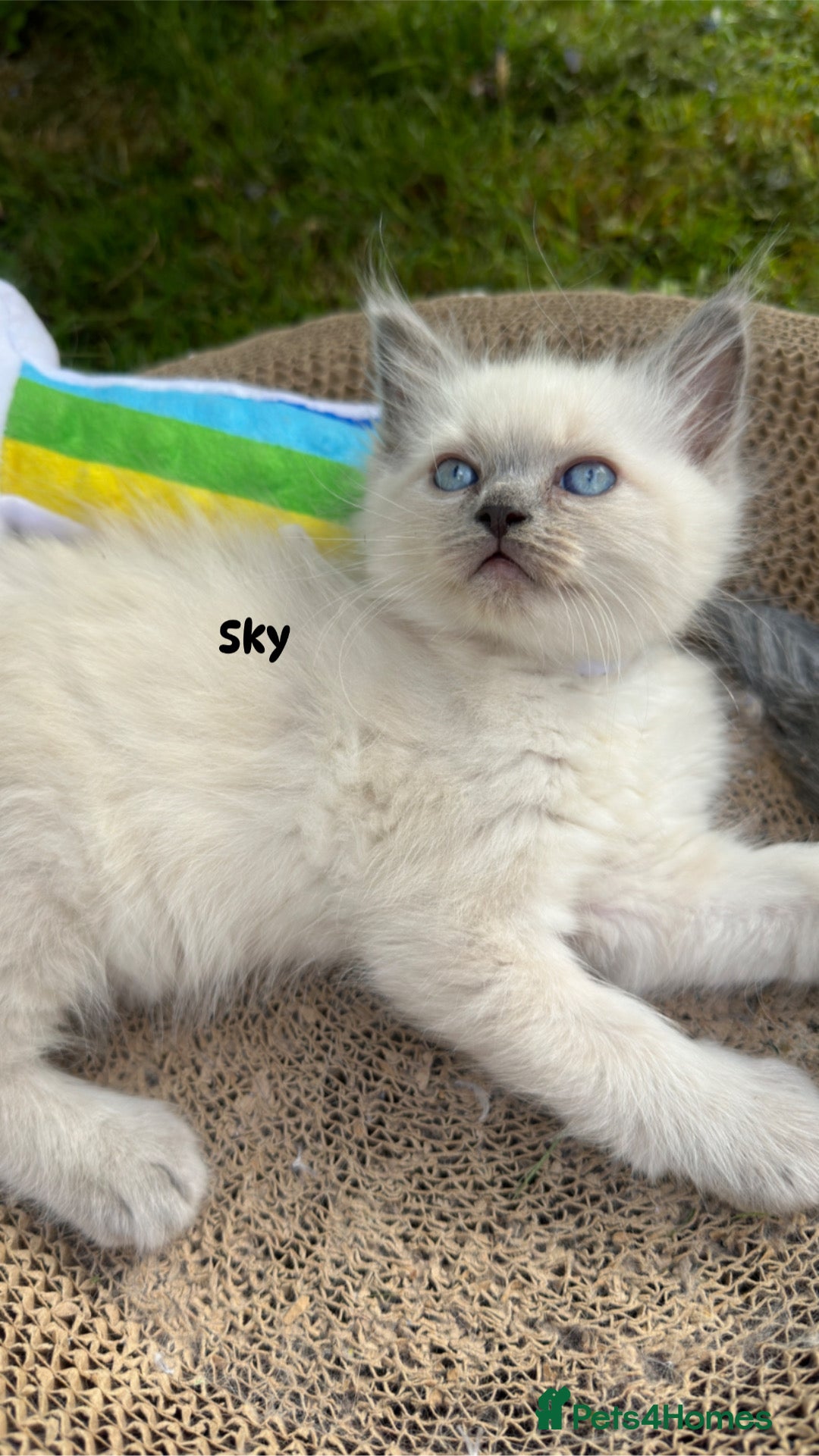 Ragdoll cats for sale: Pure breed ragdolls . Ready to leave SOON  - Image 12