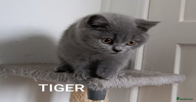British Shorthair cats - Advert 16