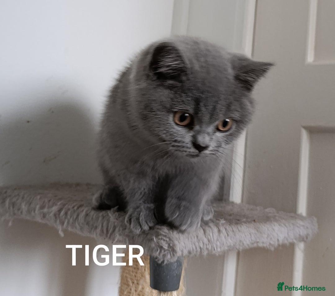 British Shorthair cats for sale: Blue British Shorthair kittens - Image 3