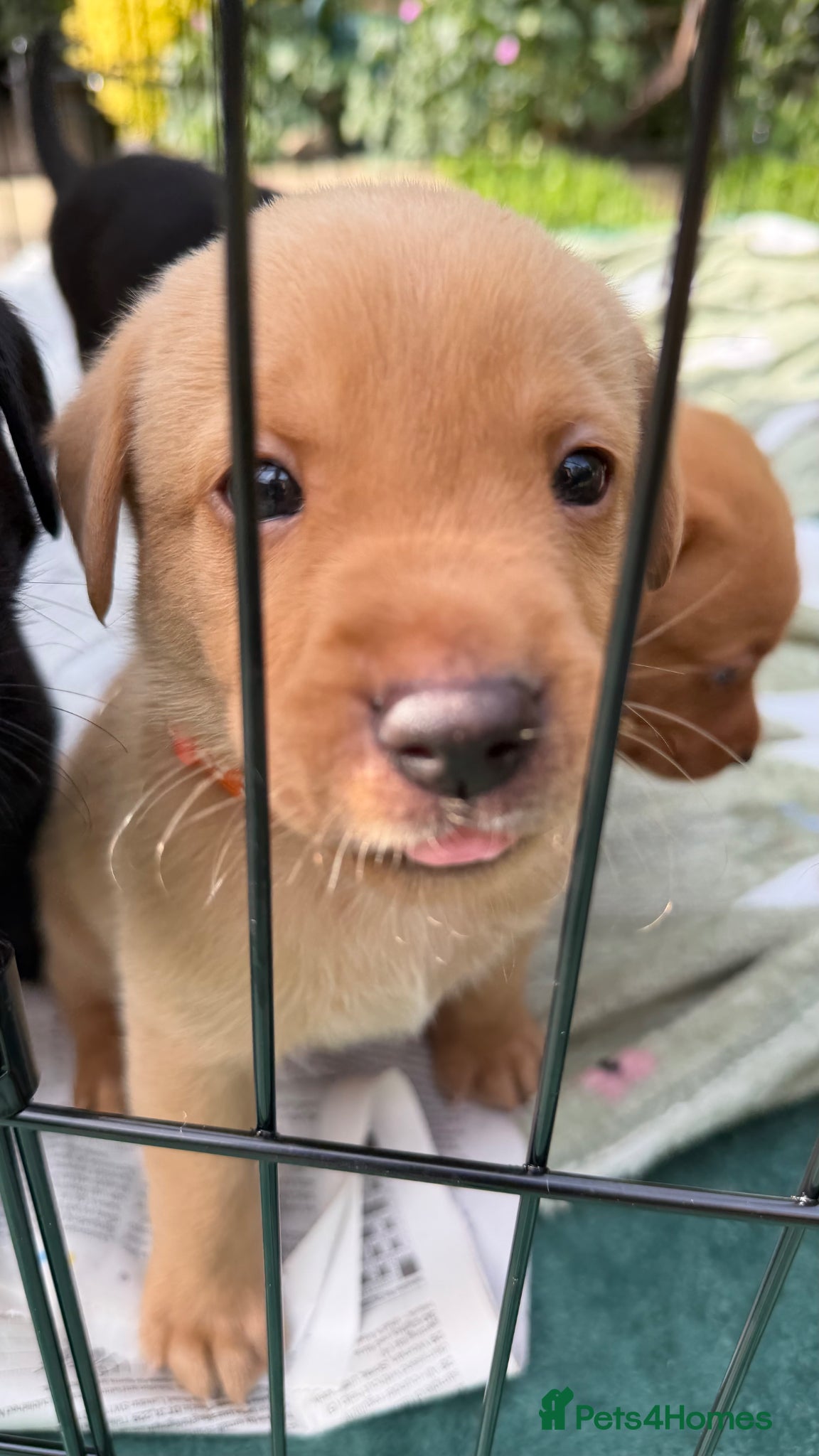 Labrador Retriever dogs for sale: Fox Red Working Labrador Puppies - Advert 14