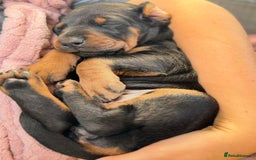 Dobermann dogs for sale: Champion European Doberman Puppies Kc-reg  - Advert 15