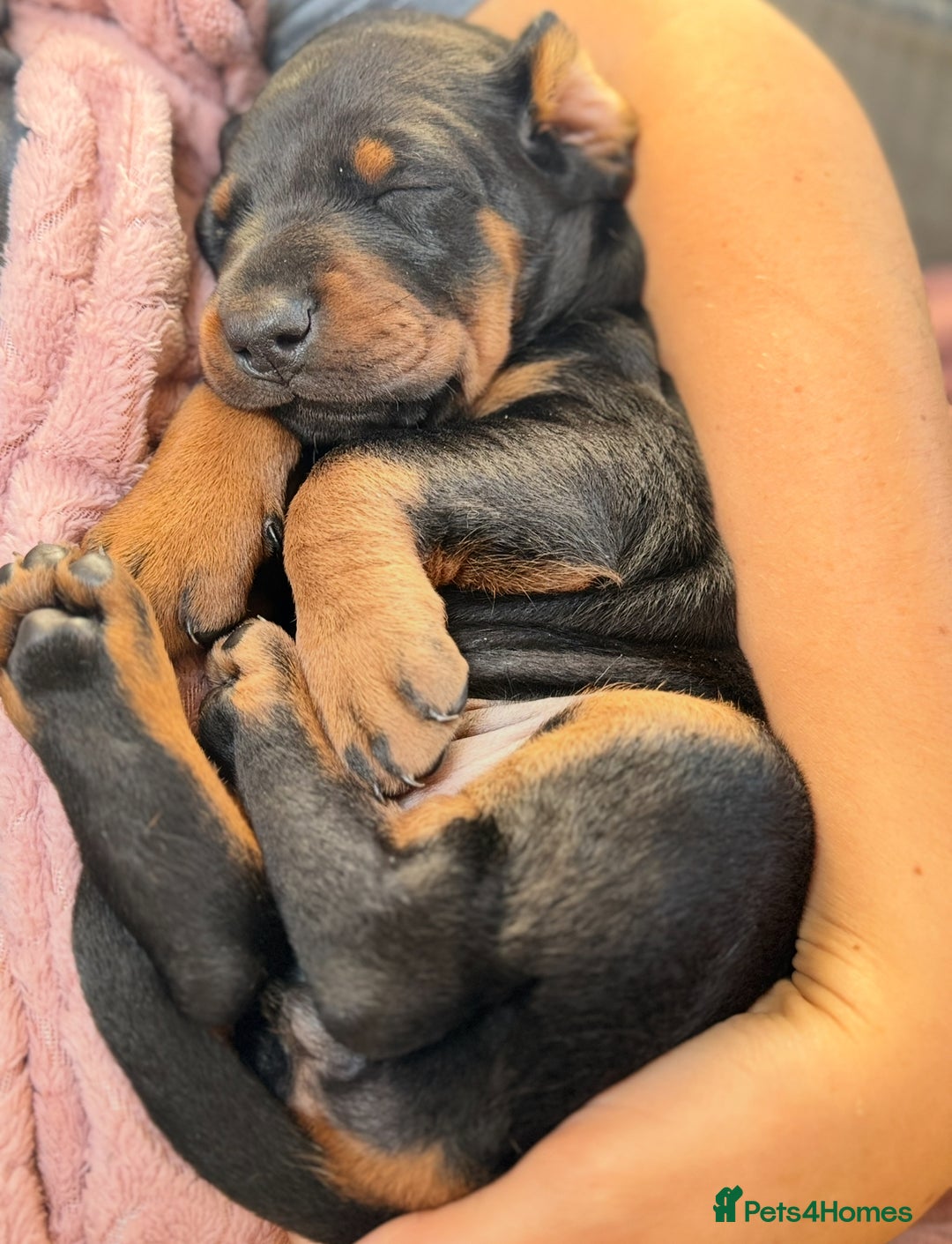 Dobermann dogs for sale: Champion European Doberman Puppies Kc-reg  - Advert 15