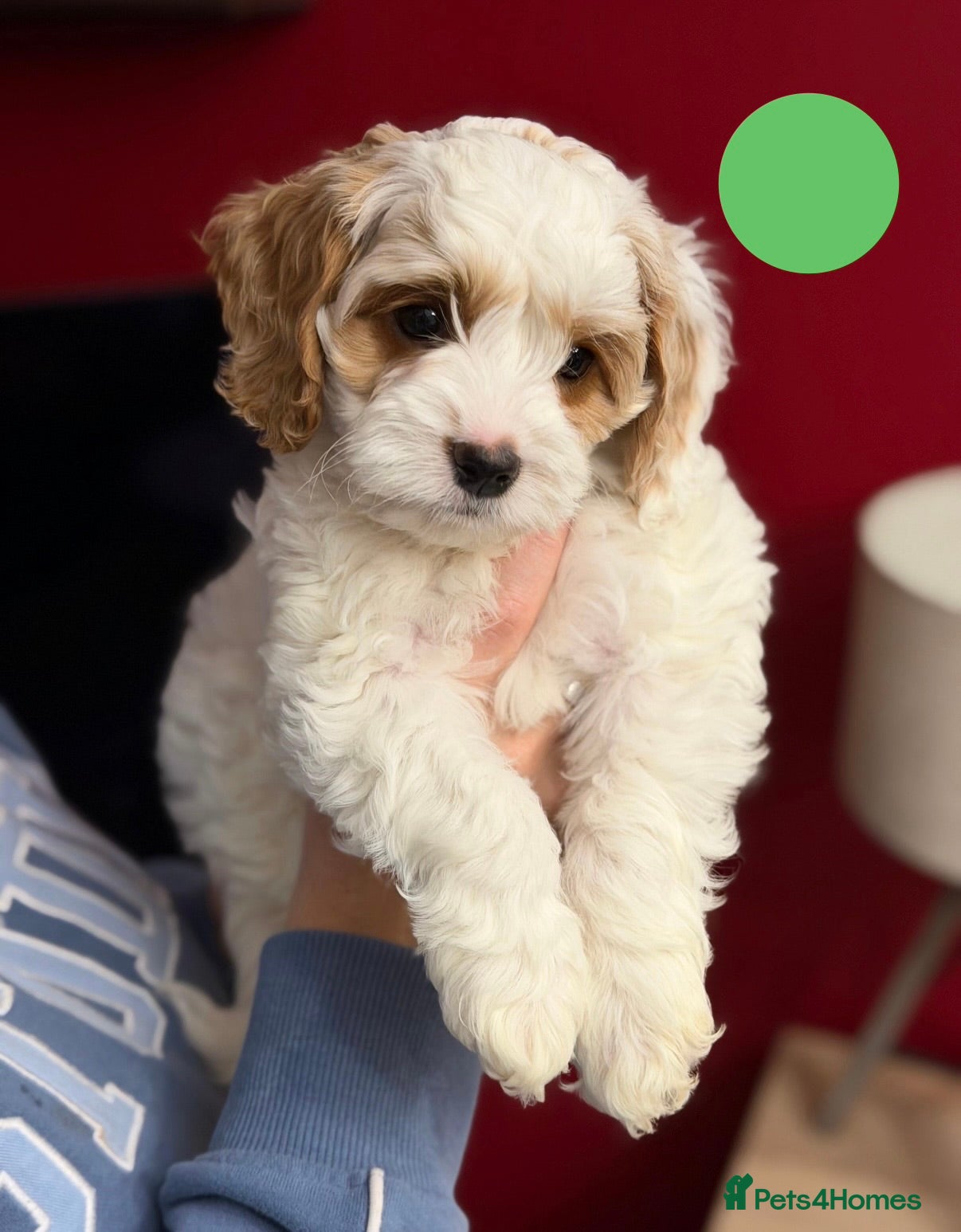 Cavapoo dogs Ready to leave - Stunning Cavapoochon’s for sale - Advert 4
