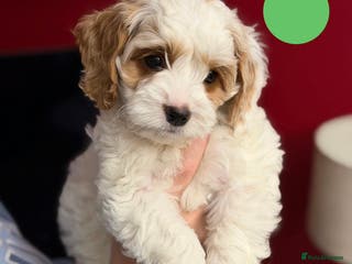 Cavapoo dogs Ready to leave - Stunning Cavapoochon’s for sale - Advert 4