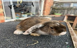 Mixed Breed rabbits for sale: Mixed breeds rabbits 8-12 weeks old  - Image 10