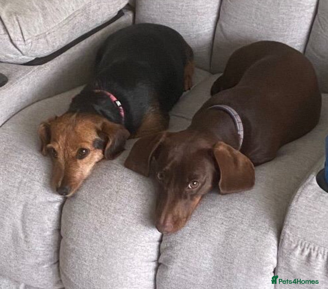 Mixed Breed dogs for sale: Dachshund Jack Russel xdachsund  - Advert 9