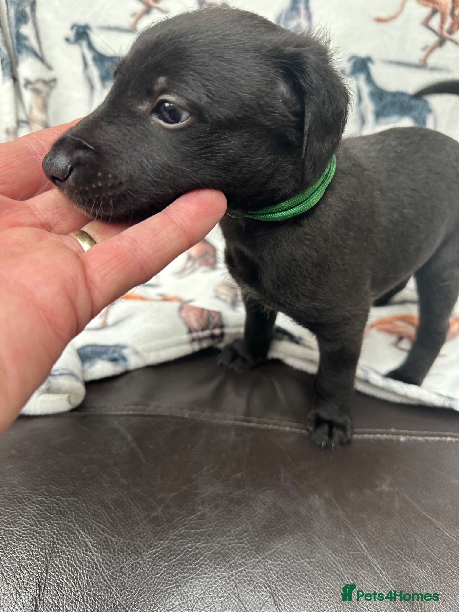 Mixed Breed dogs Bedlington Terrier Whippet Cross - Advert 18
