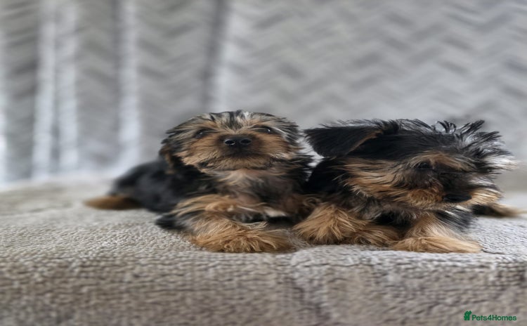 Yorkshire Terrier dogs - Advert 2