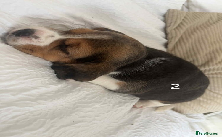 Beagle dogs - Advert 1