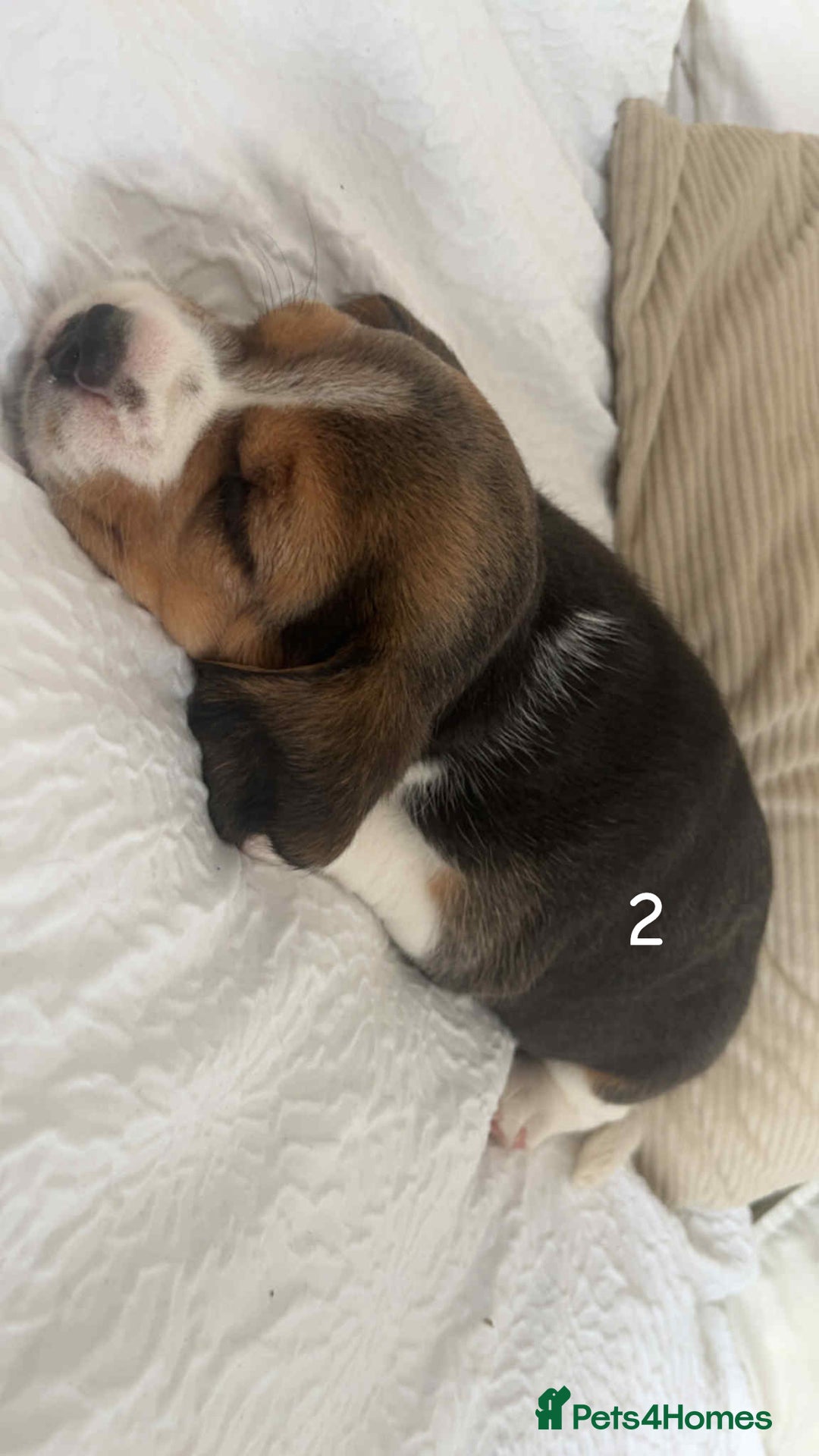 Beagle dogs for sale: Beagle puppies - Image 1