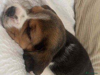 Beagle dogs - Advert 5