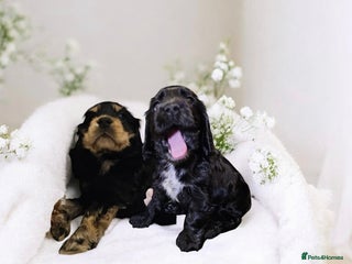 Cocker Spaniel dogs LOVELY SHOW COCKER PUPS - Ready Sunday - Advert 1