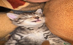 Siberian cats for sale: Half Siberian kittens - Image 10
