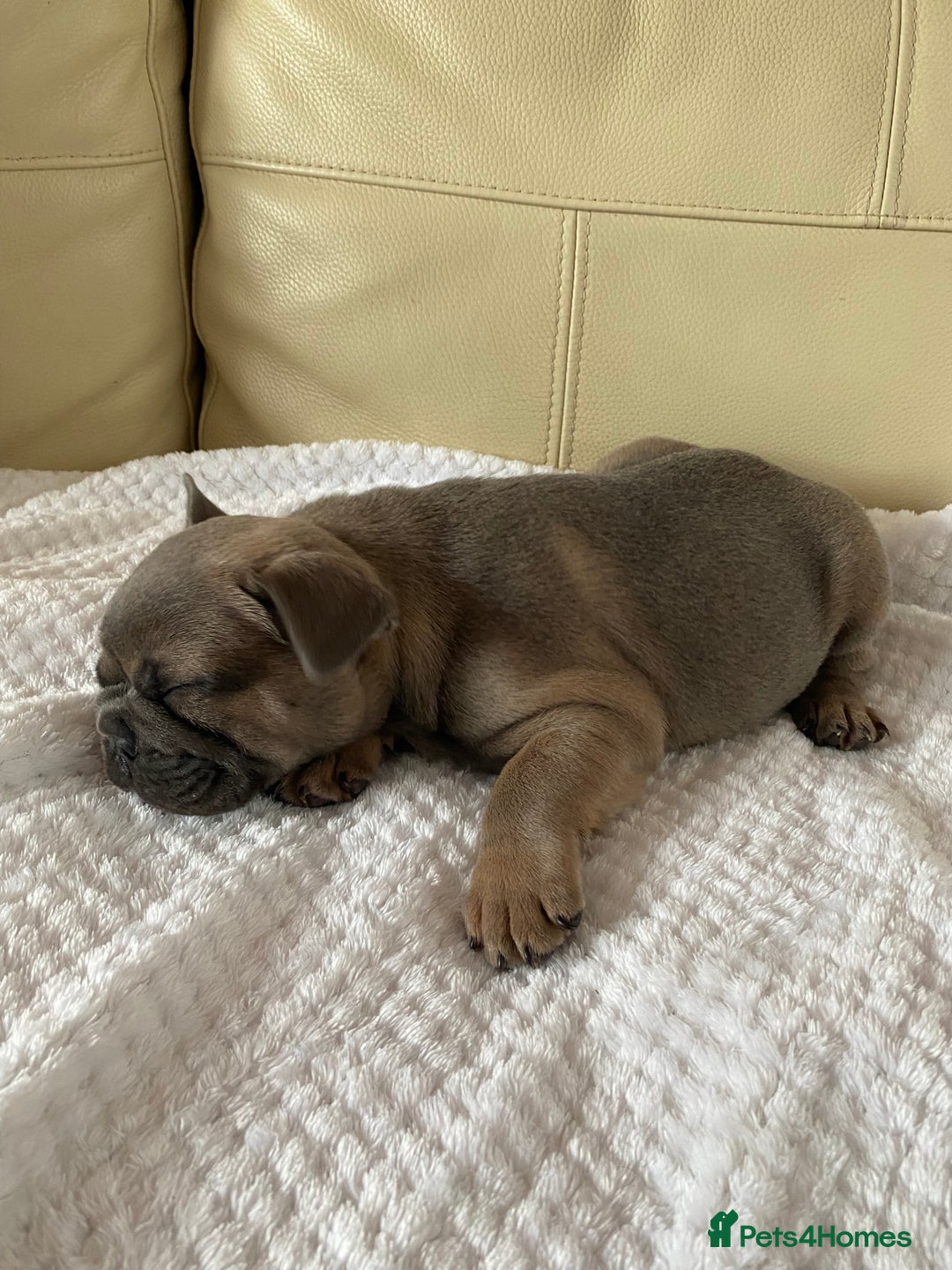French Bulldog dogs for sale: Beautiful French Bulldogs Puppies for Sale  - Image 13