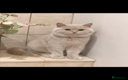 British Shorthair cats for sale: British Short Hair kittens x2 boys left  - Image 9
