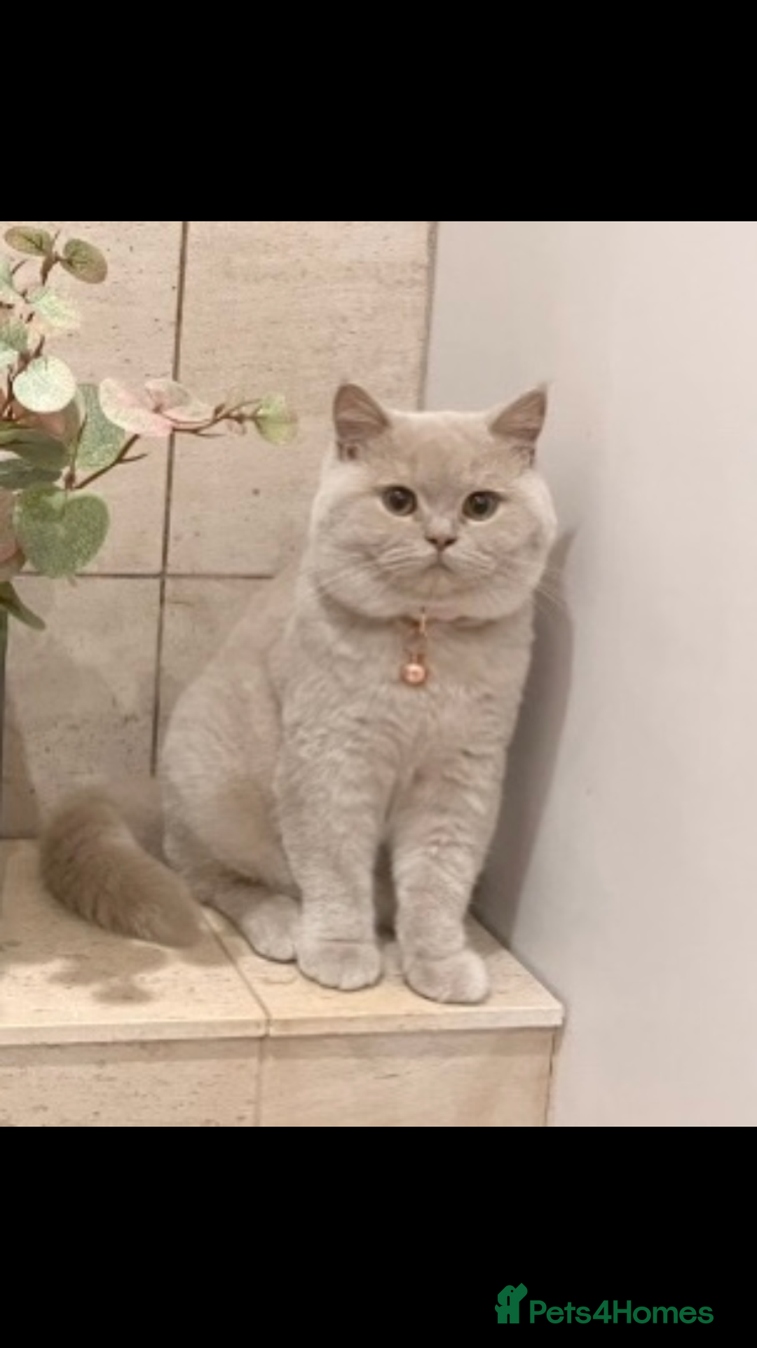 British Shorthair cats for sale: British Short Hair kittens x2 boys left  - Image 9