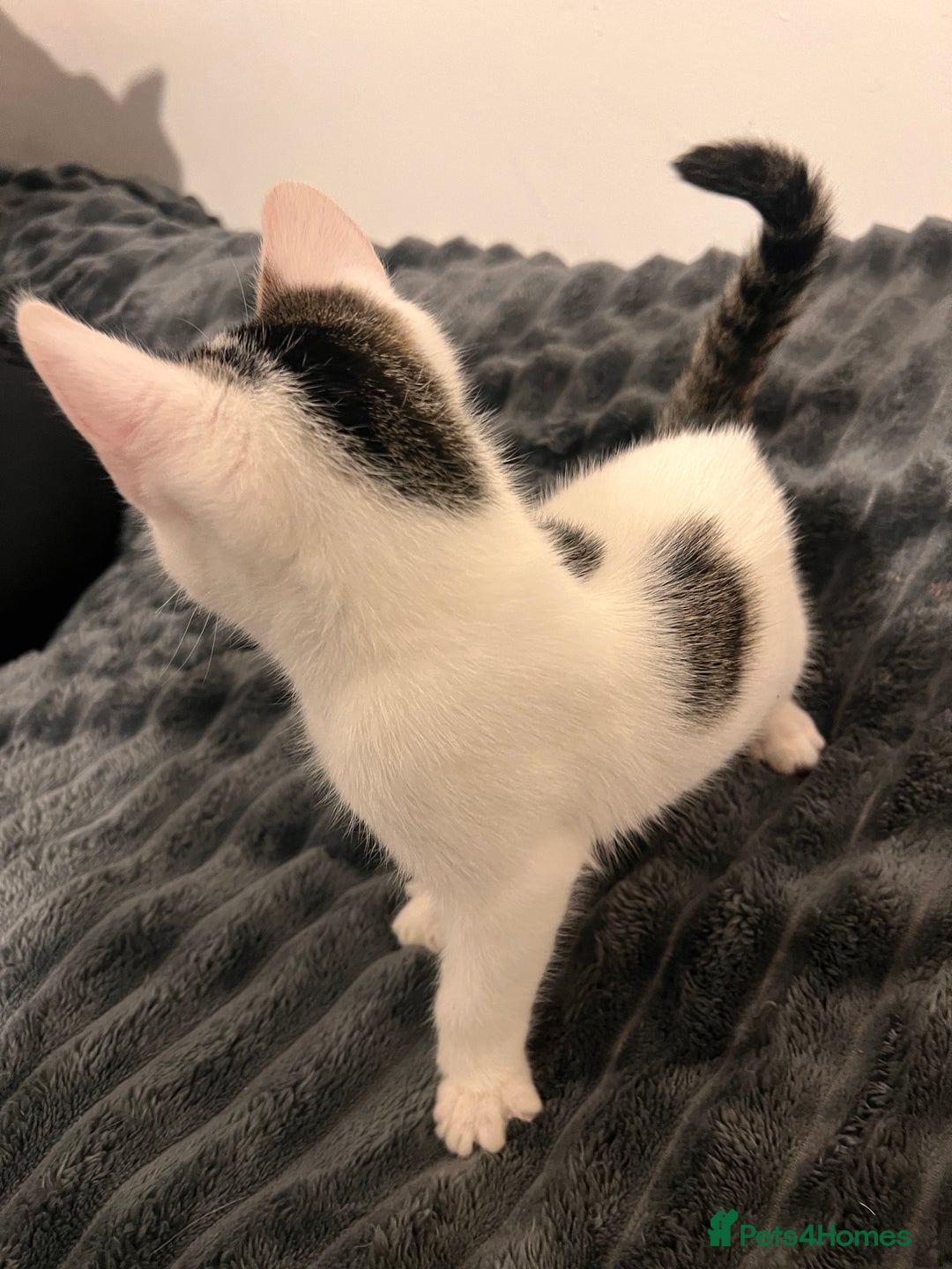 Mixed Breed cats for sale: 2 Kittens for sale 2 girls, Welcome to view  - Advert 7