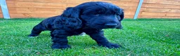 Mixed Breed dogs for sale: Beautiful Schnoodle Babies 🐾🐾🐾 - Advert 20