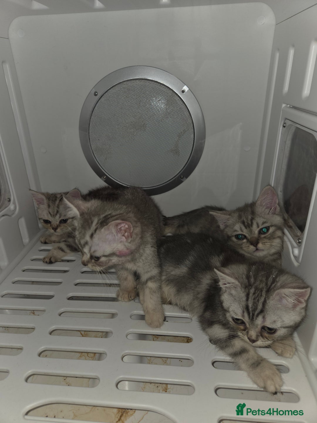 British Shorthair cats for sale: Kittens bsh ready to go - Advert 4