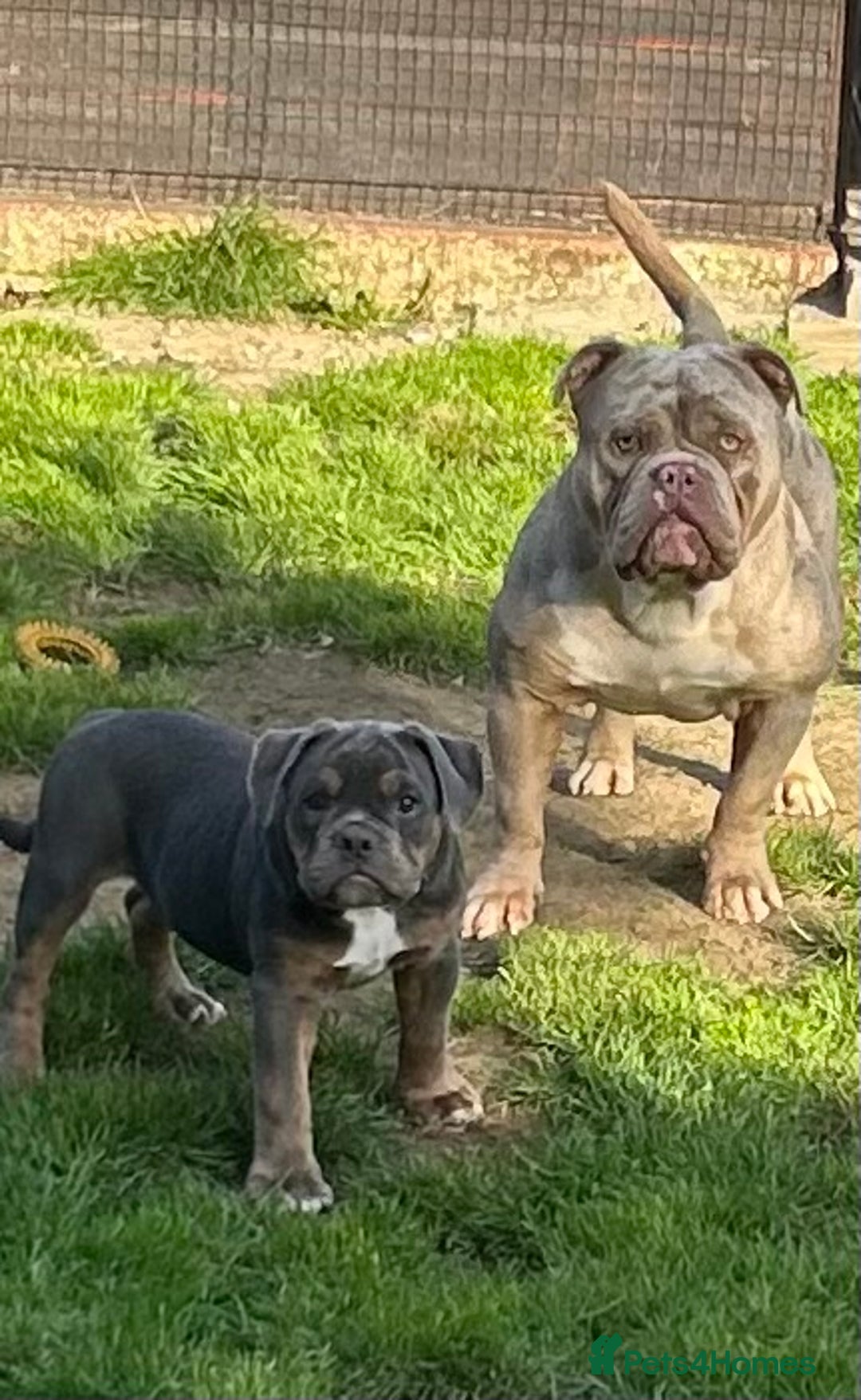 Olde English Bulldogge dogs for stud: Olde English bulldog stud  - Image 3