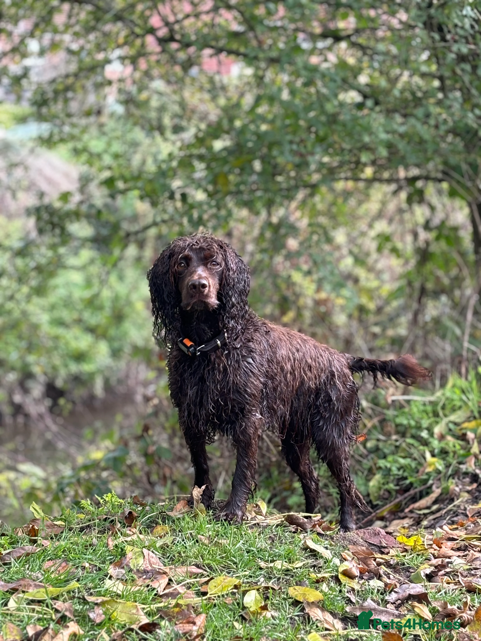 Cocker Spaniel dogs Working Cocker Spaniel Puppies for Sale - Advert 1