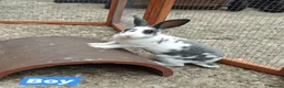 Rex rabbits for sale: Mini Rex Rabbits  - Advert 1