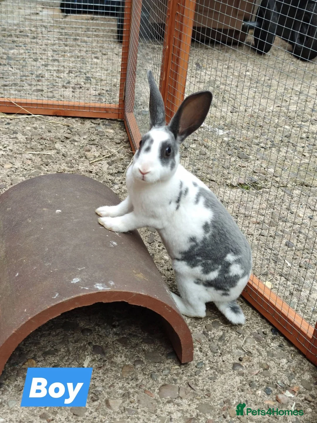 Rex rabbits for sale: Mini Rex Rabbits  - Advert 1