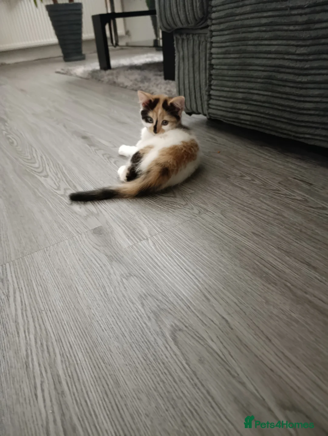 Mixed Breed cats for sale: Mini covs :D - Advert 16