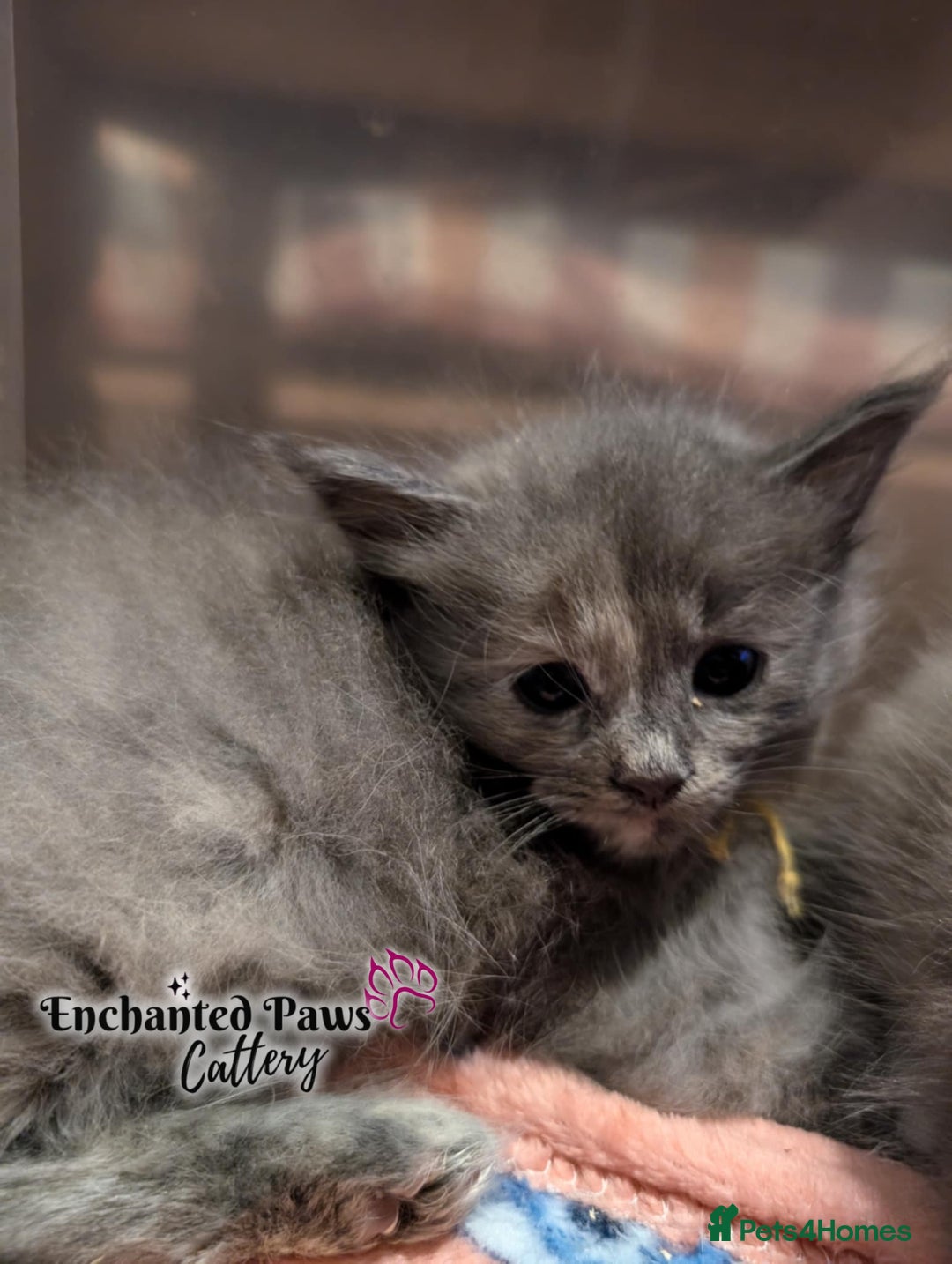 Ragcoon cats for sale: Stunning Ragcoon kittens! - Image 13