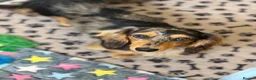 Miniature Dachshund dogs for stud: Miniature dachshund stud  - Advert 6