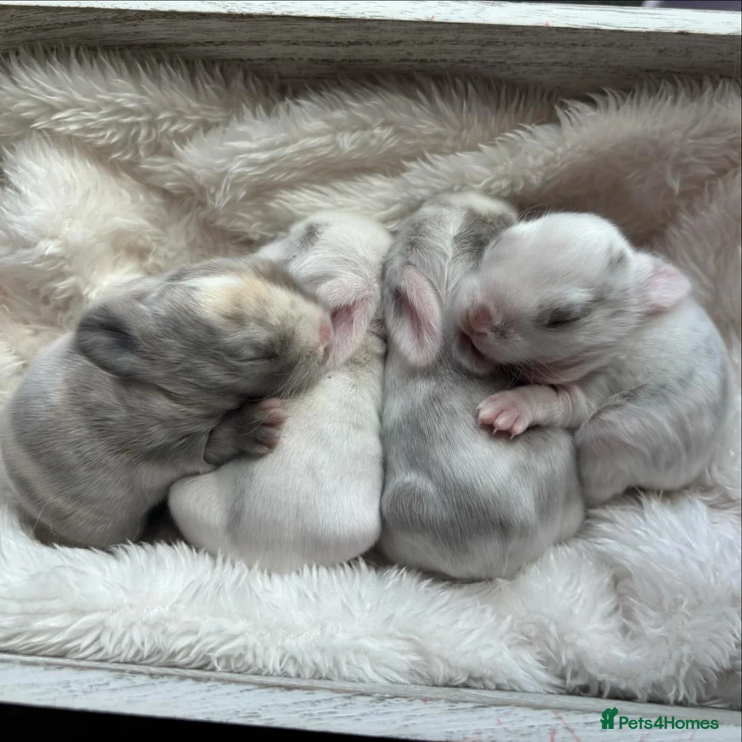 Mini Lop rabbits for sale: Baby Mini Lop's Ready To Leave 6th June in Birmingham - Advert 1