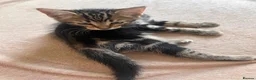 Mixed Breed cats for sale: 3 adorable kittens for sale - Advert 5