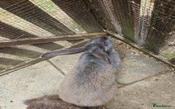 Continental Giant rabbits for sale: Female giant continental  - Image 4
