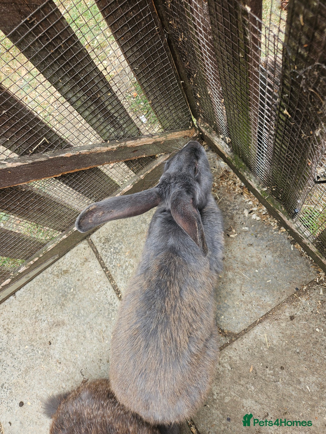 Continental Giant rabbits for sale: Female giant continental  - Image 4
